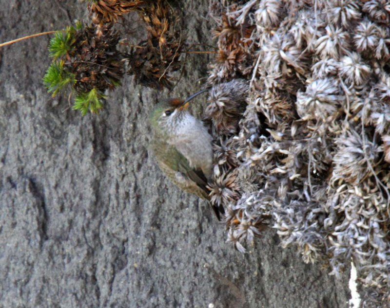 Ecuadorian Hillstar - female_6581.jpg