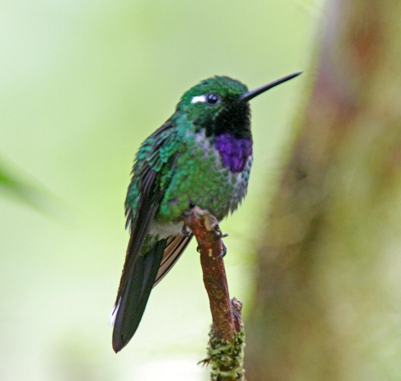 Purple-bibbed Whitetip - male_8758.jpg