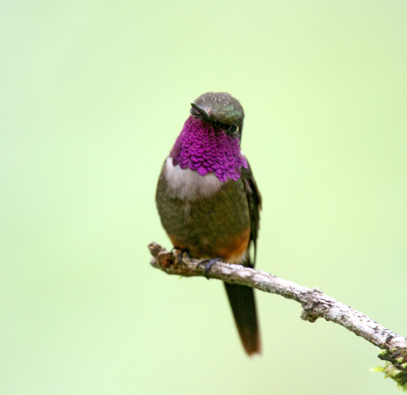 Purple-throated Woodstar - male_8195.jpg