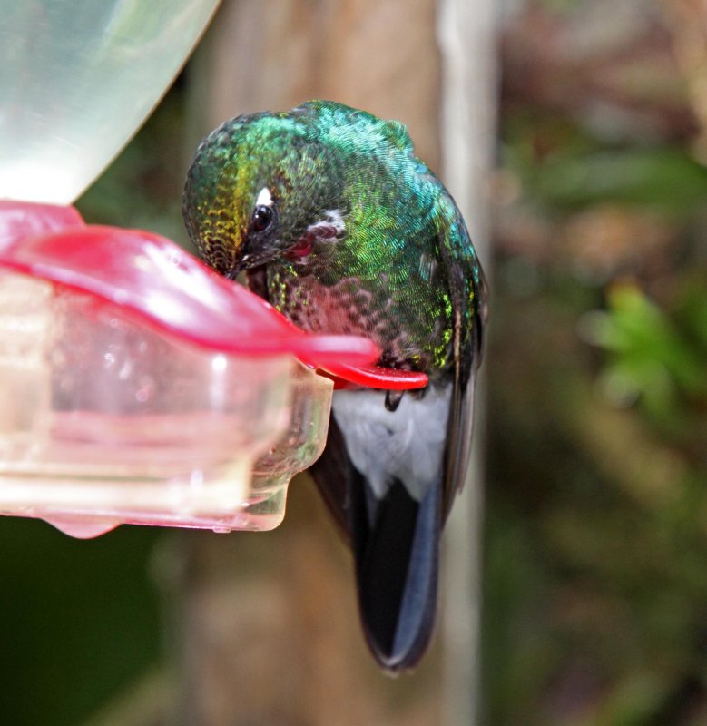 Tourmaline Sunangel - male_1725.jpg