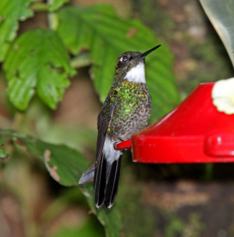 Tourmaline Sunangel - female_1623.jpg
