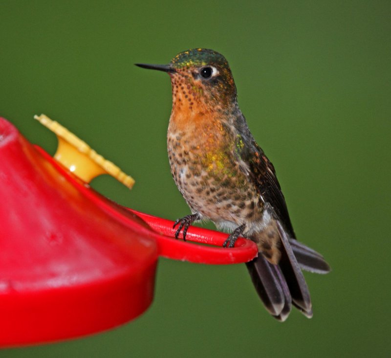Tyrian Metaltail - female_1688.jpg