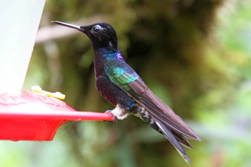 Velvet-purple Coronet_8180.jpg