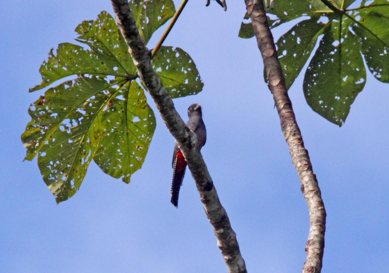 Blue-crownedTrogon - female_5098.jpg