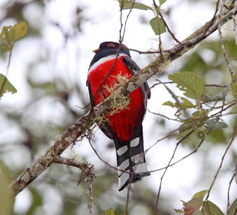 Masked Trogon - male_0990.jpg