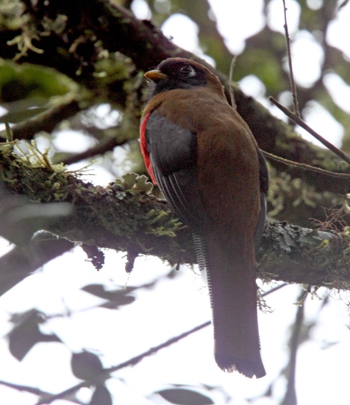 Masked Trogon - female_1607.jpg