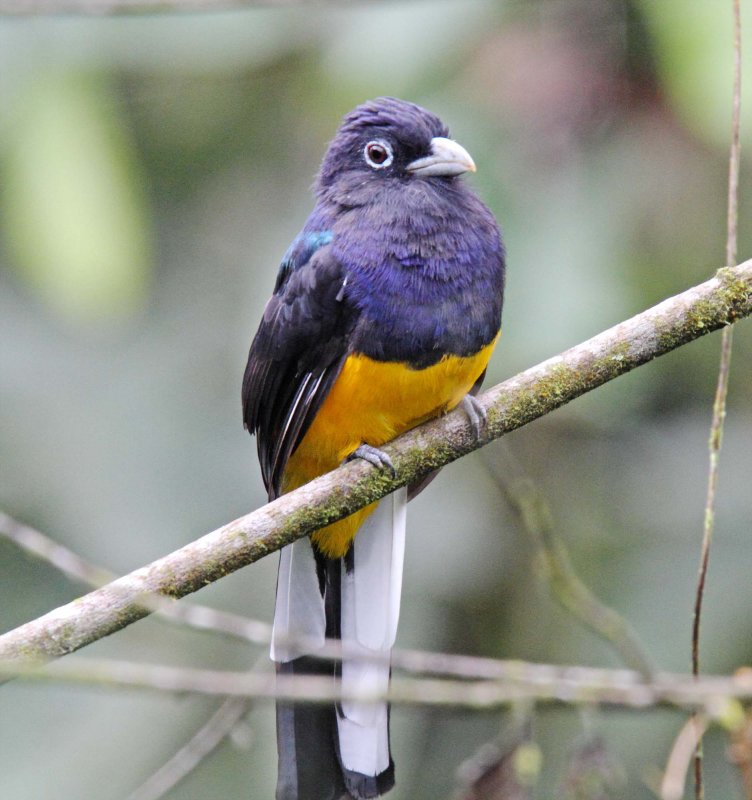 White-tailed Trogon - male_8704.jpg