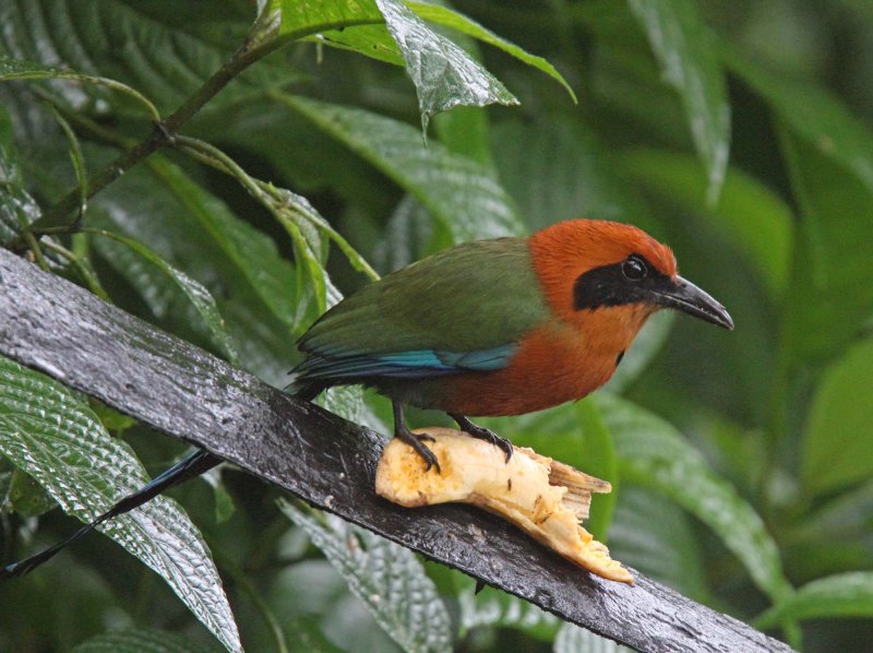 Rufous Motmot_8350.jpg
