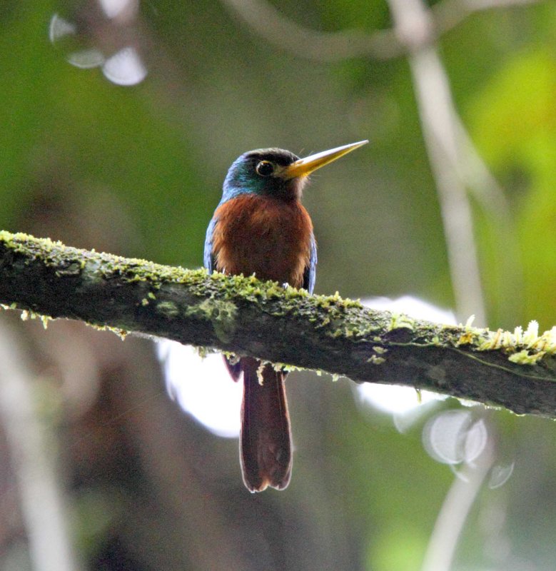 Yellow-billed Jacamar_5730.jpg
