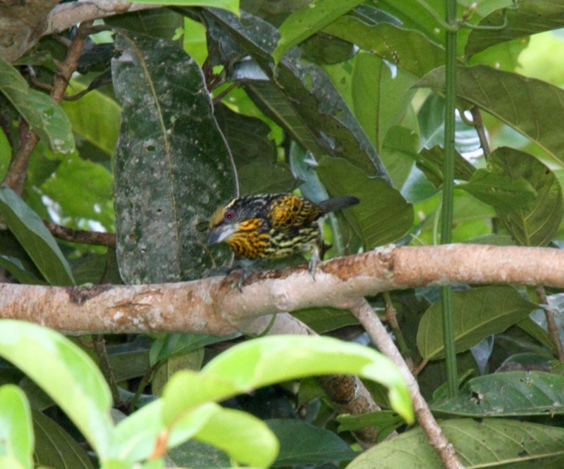 Gilded Barbet - female_5688.jpg