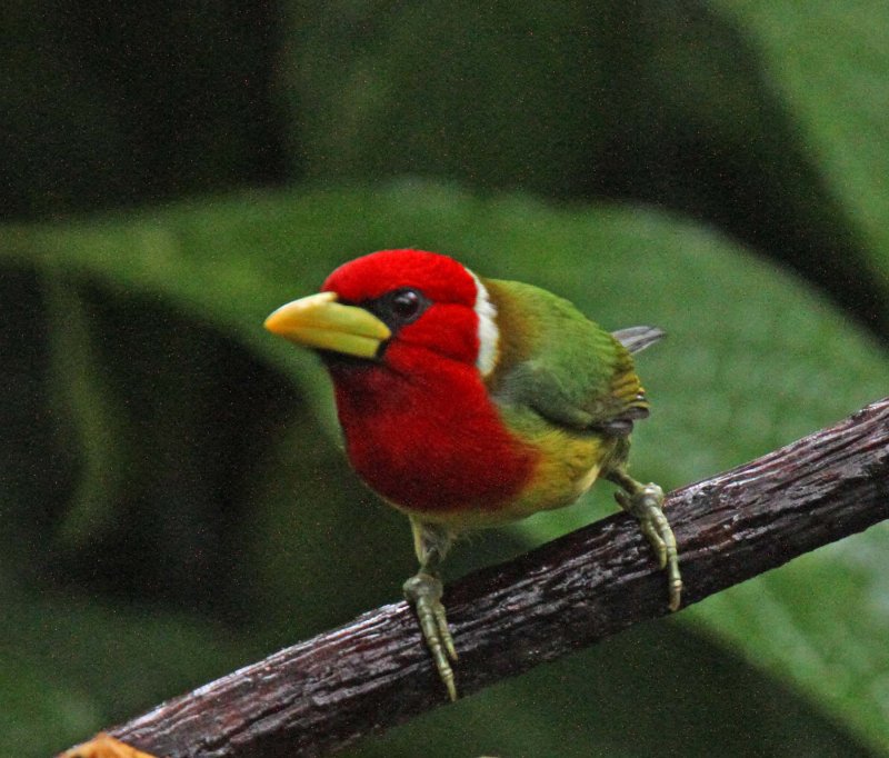 Red-headed Barbet - male_8413.jpg