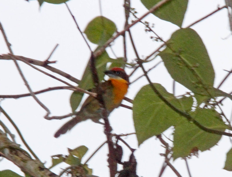 Scarlet-crowned Barbet - male_0107.jpg