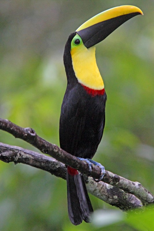 Choco Toucan_8401.jpg