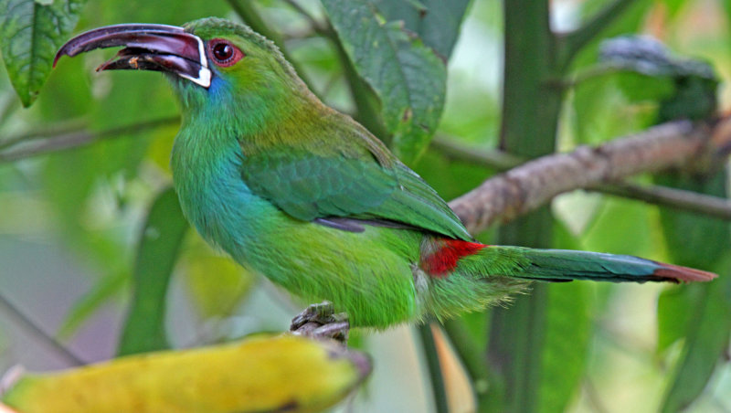 Crimson-rumped Toucanet_8154.jpg