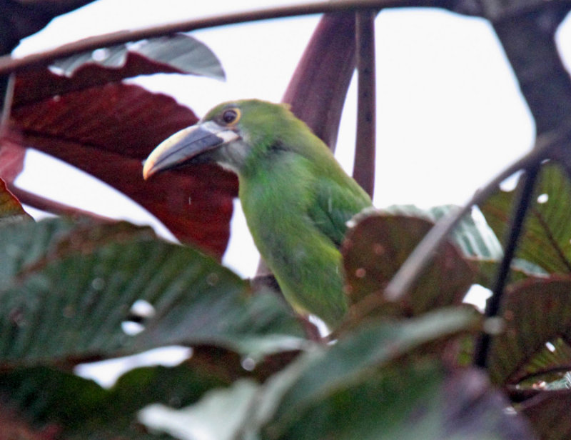 White-throated Toucanet_0528.jpg