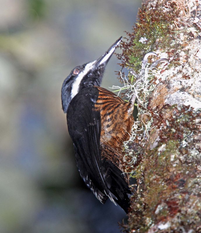 Powerful Woodpecker - female_1038.jpg