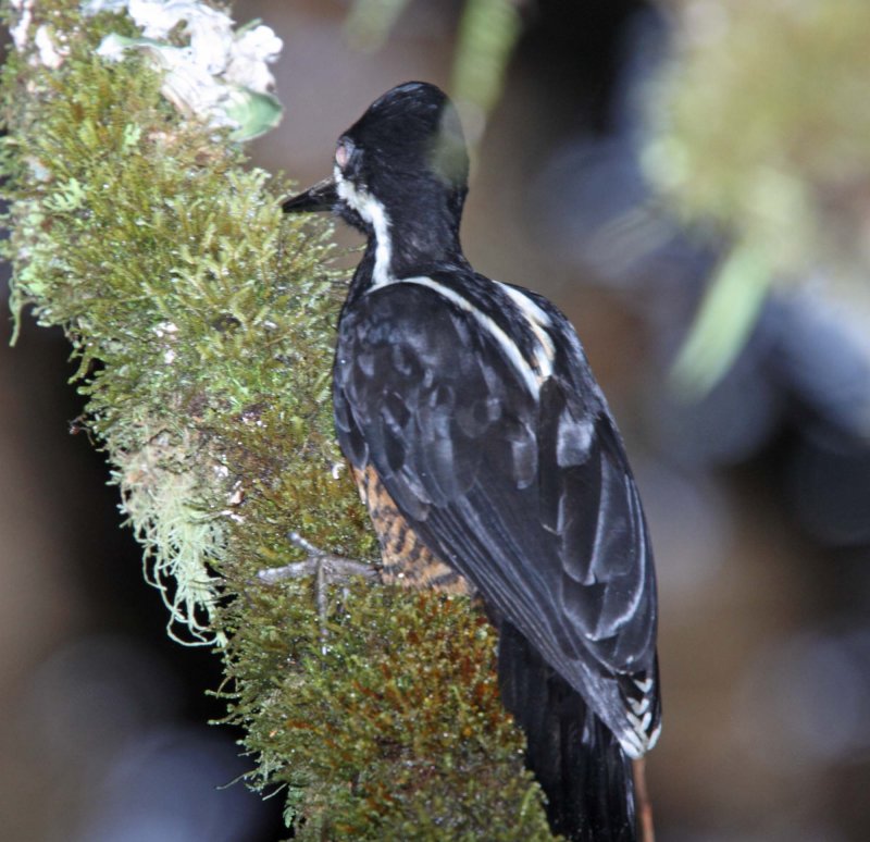 Powerful Woodpecker - female_1069.jpg