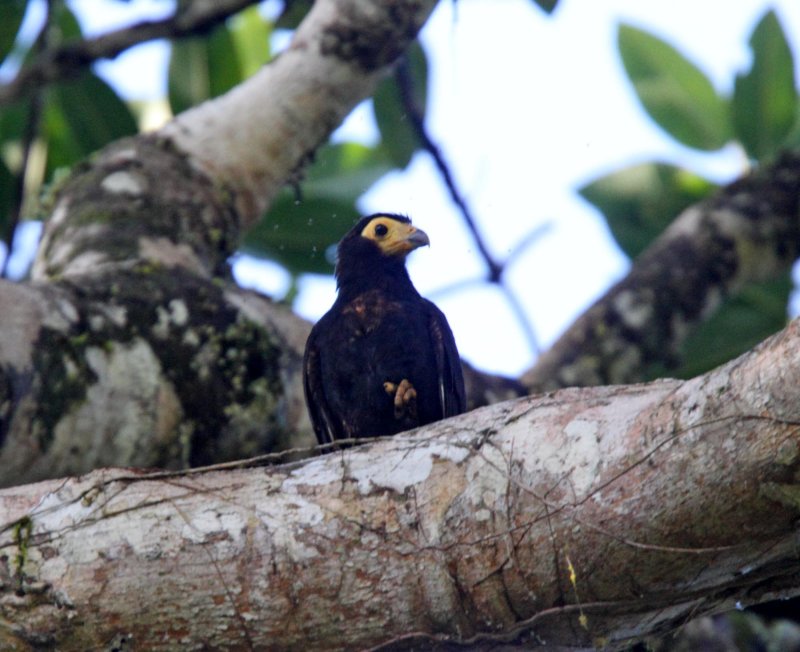 Black Caracara - juvenile_5226.jpg