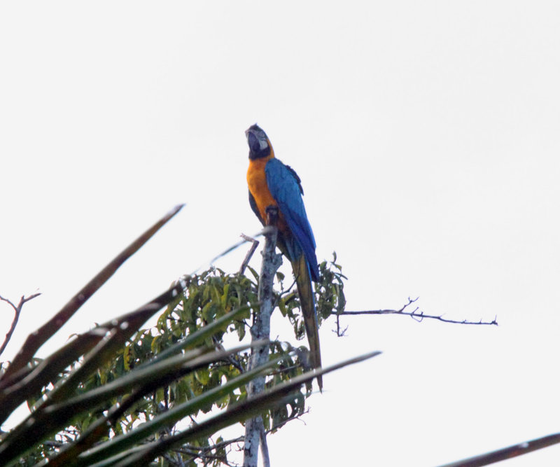 Blue-and-yellow Macaw_5438.jpg