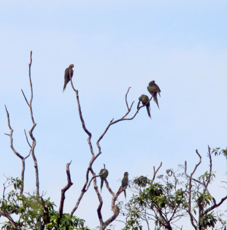 Red-bellied Macaw_4867.jpg
