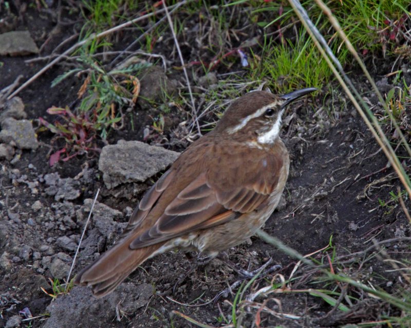 Stout-billed Cinclodes_7206.jpg