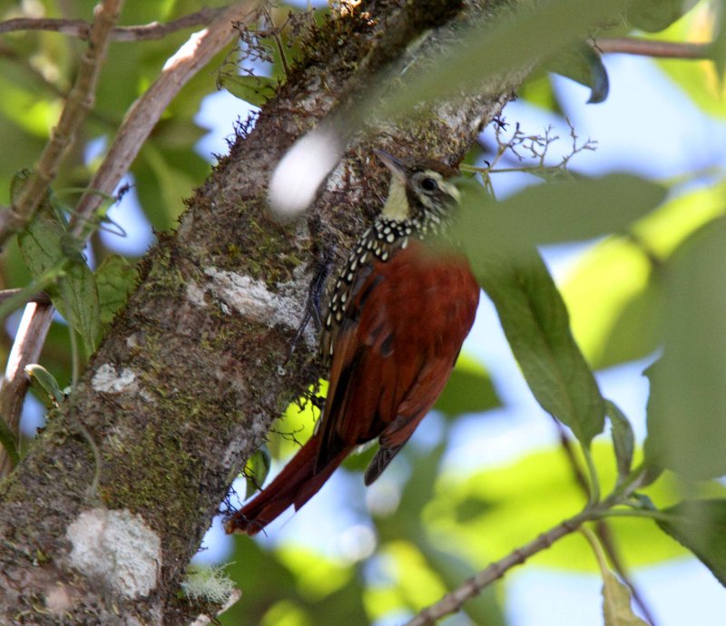 Pearled Treerunner_7736.jpg