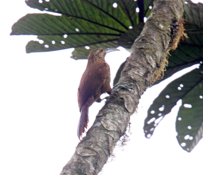 Strong-billed Woodcreeper_8326.jpg