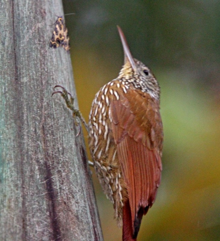 Montane Woodcreeper_0497.jpg