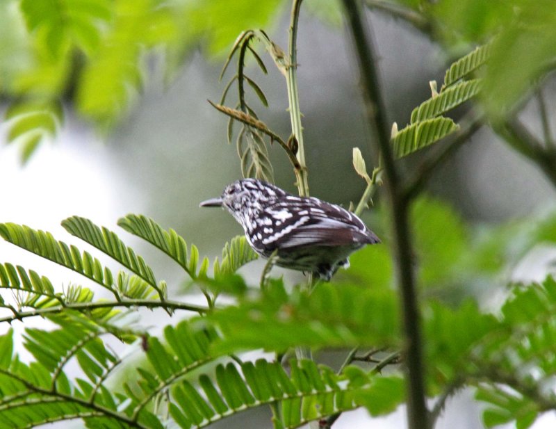 Amazonian Streaked Antwren - male_4857.jpg