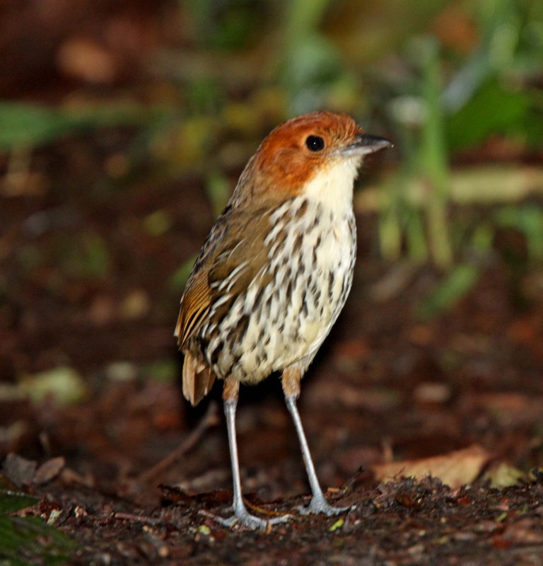 Chestnut-crowned Antpitta_1302.jpg