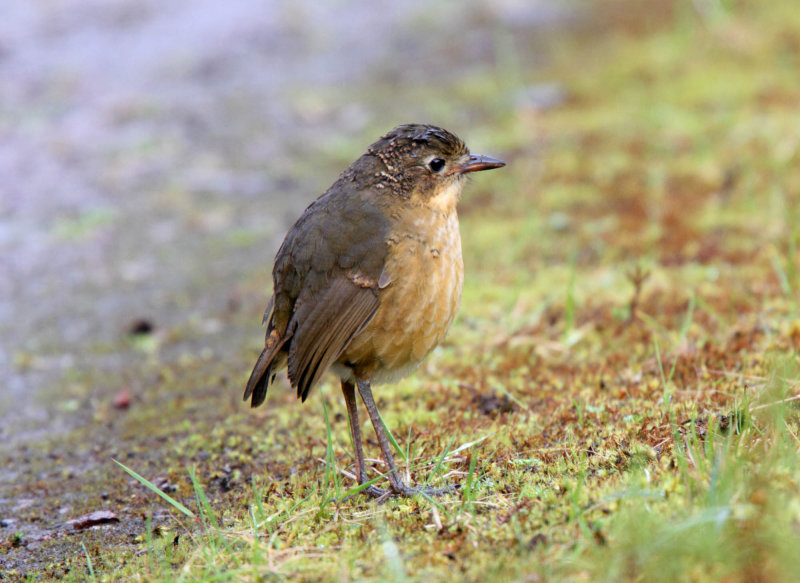 Tawny Antpitta_1752.jpg
