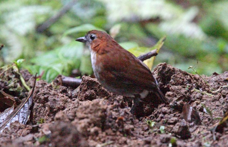 White-bellied Antpitta_0546.jpg