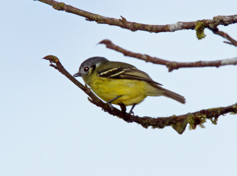Ashy-headed Tyrannulet_0772.jpg