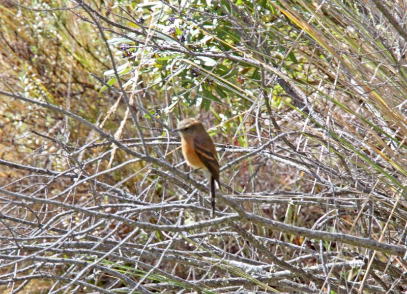 Brown-backed Chat-Tyrant_6494.jpg