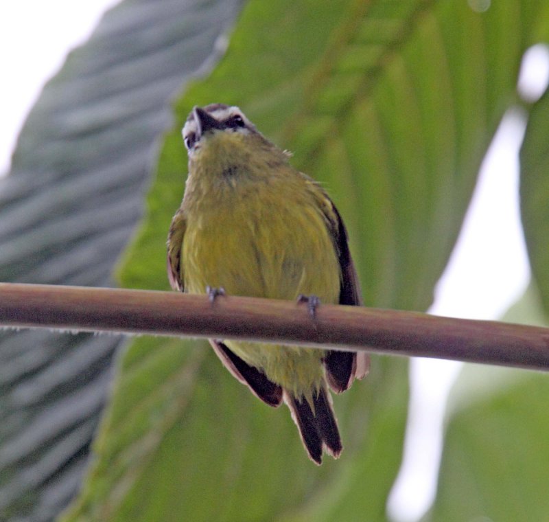 Brown-capped Tyrannulet_8657.jpg