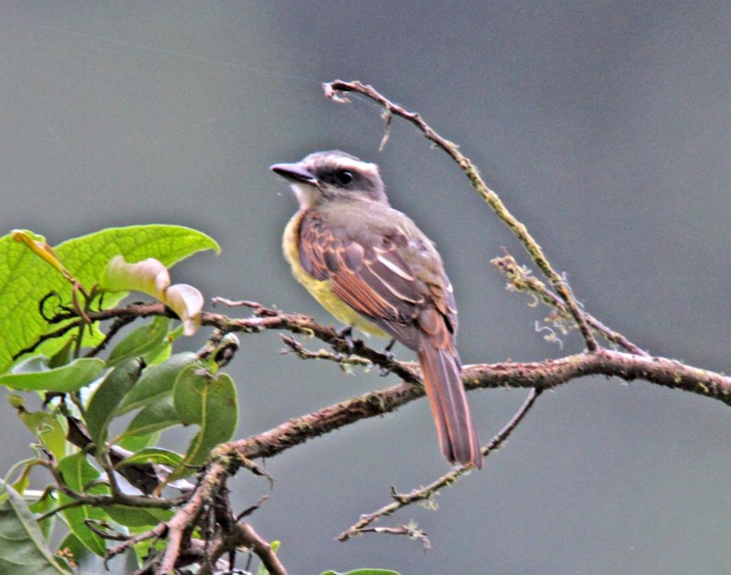 Golden-crowned Flycatcher_7772.jpg