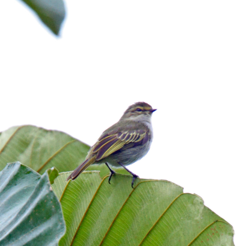 Golden-faced Tyrannulet_8602.jpg