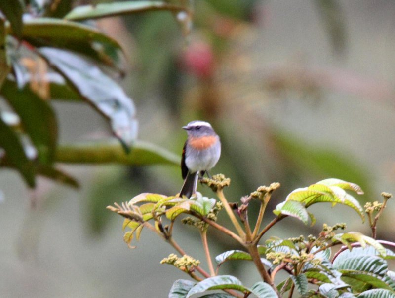 Rufous-breasted Chat-Tyrant_1506.jpg