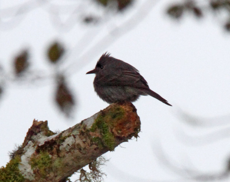 Smoke-colored Pewee_0985.jpg