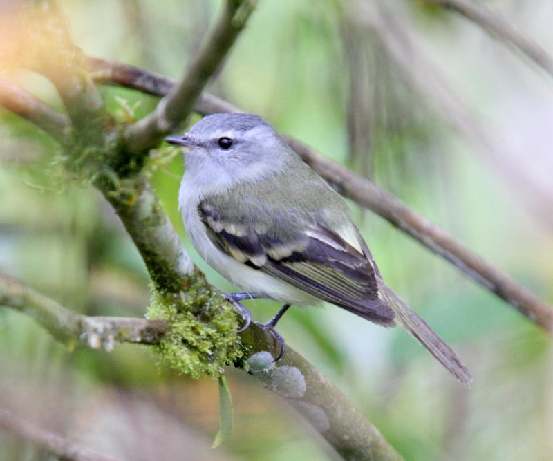 White-tailed Tyrannulet_8165.jpg