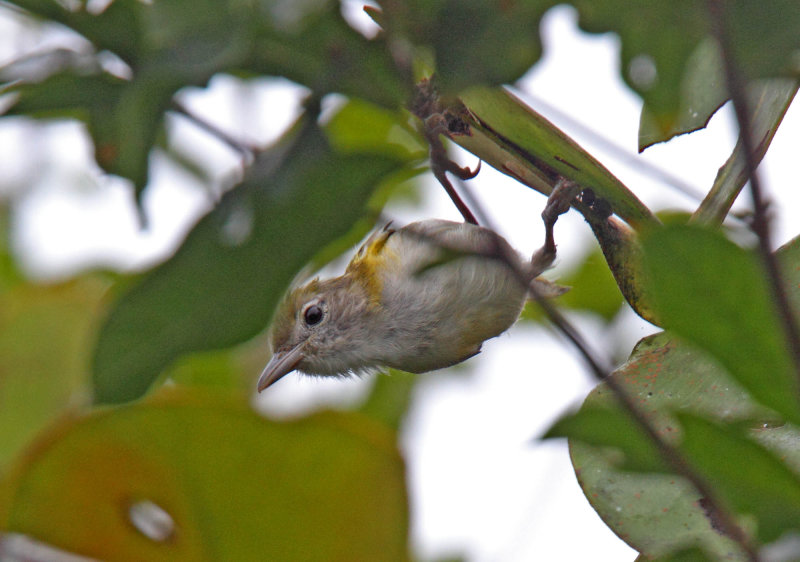 Lesser Greenlet_8580.jpg