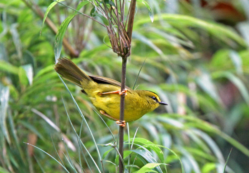 Black-crested Warbler_0850.jpg