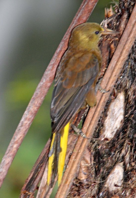 Russet-backed Oropendola_0370.jpg