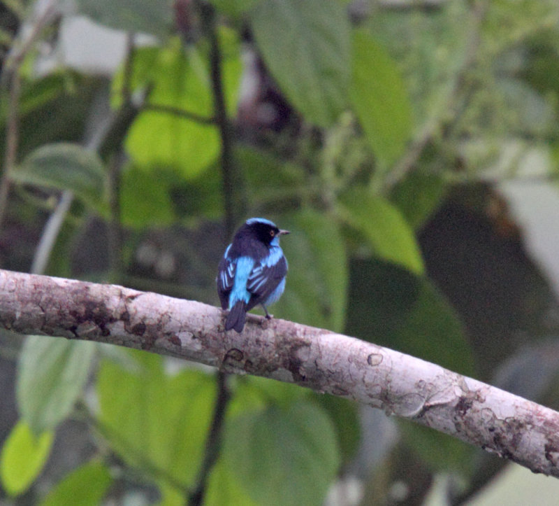 Black-faced Dacnis - male_5590.jpg