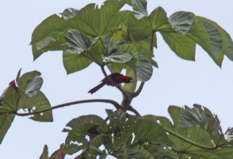 Masked Crimson Tanager_4840.jpg