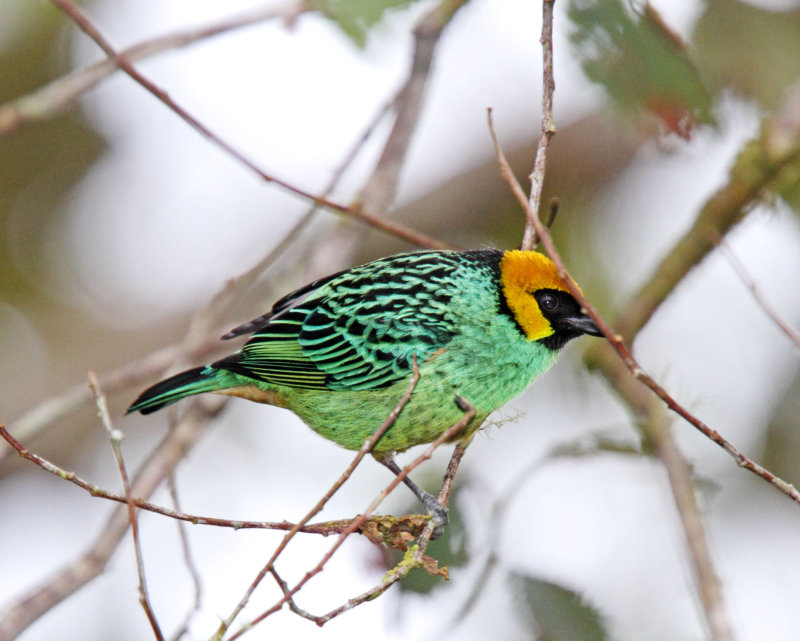 Saffron-crowned Tanager_0763.jpg