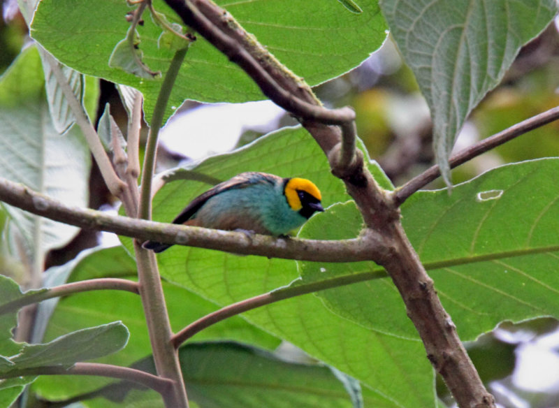 Saffron-crowned Tanager_0845.jpg