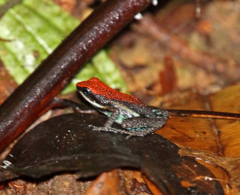 Poison Dart Frog_4756.jpg