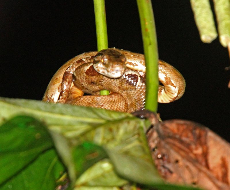 Blombergs Tree Boa_5529.jpg