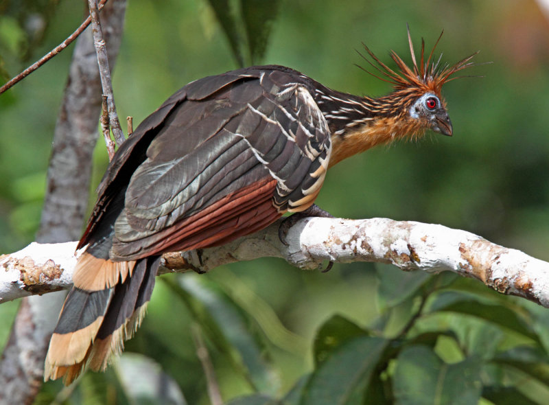 #36 Hoatzin_4996.jpg